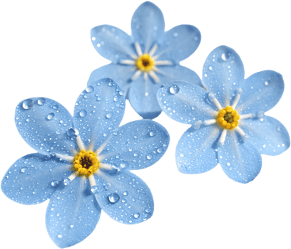Vibrant Forget-Me-Not flower clipart with soft details. . png
