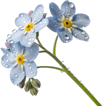 Elegant Forget-Me-Not flowers clipart for your next project. . png