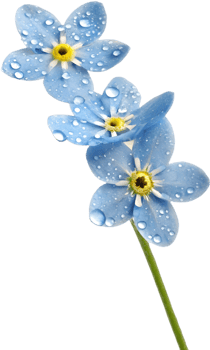 Stunning Forget-Me-Not flowers clipart to brighten up designs. . png