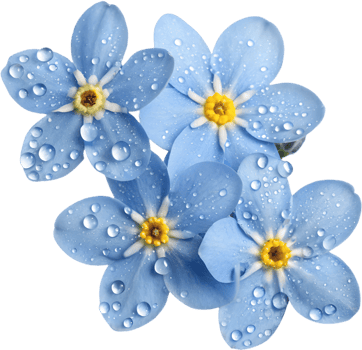 Artistic Forget-Me-Not flower clipart for your floral needs. . png