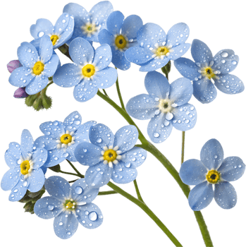 Fresh Forget-Me-Not flowers clipart for creative projects. . png