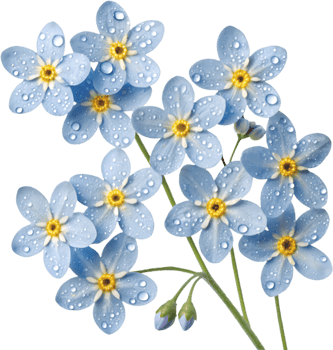Unique Forget-Me-Not flowers clipart perfect for scrapbooking. . png