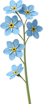 Forget-Me-Not flower clipart for making memorable designs. . png