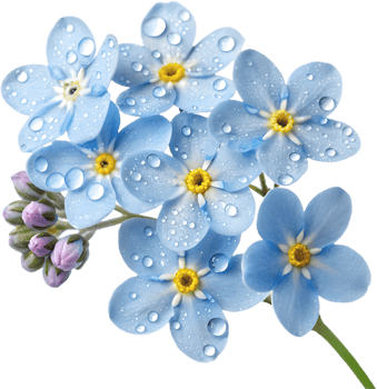 Forget-Me-Not flowers clipart with vibrant blue petals. . png