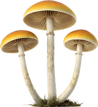 High-quality fungi art with colorful and intricate textures. . png