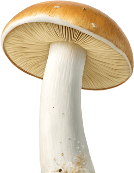 Nature-inspired fungi with vibrant colors and detailed textures. . png