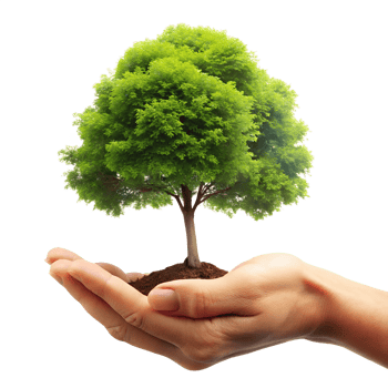 Hands holding a young green plant transparent background png