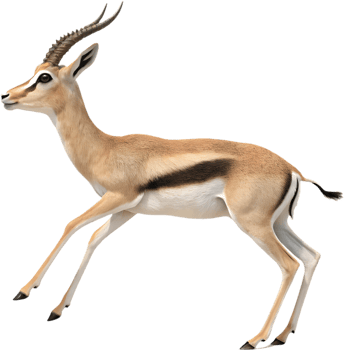 Stunning Gazelle Pose Clipart for Wildlife Artwork. . png