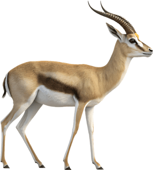 Elegant Gazelle Clipart Perfect for Animal Illustrations. . png