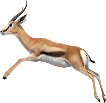 Gazelle Art for Nature Lovers and Animal Enthusiasts. . png