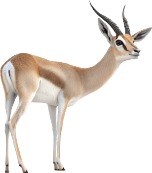 Wildlife Gazelle Clipart for Stunning Animal Designs. . png