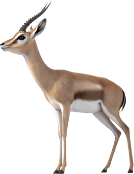 Beautiful Gazelle Clipart to Add to Your Art Collection. . png