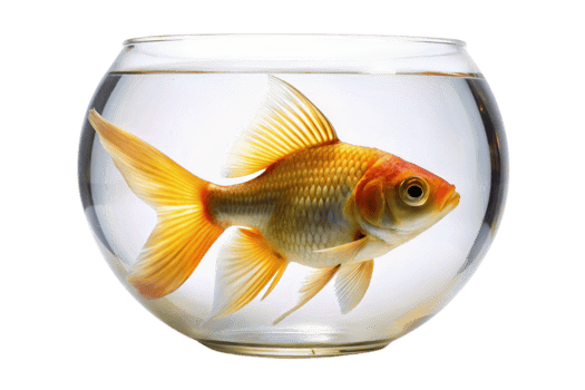 Vibrant tropical fish with vivid scales and flowing fins, captured in a modern glass tank against a Transparent Background png