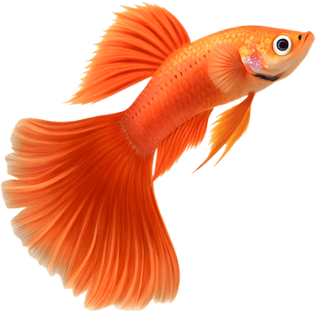Artistic Guppy Fish Design for Digital and Print Media. . png