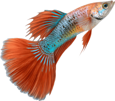 Stunning Decorative Guppy Fish Clipart with Delicate Details. . png