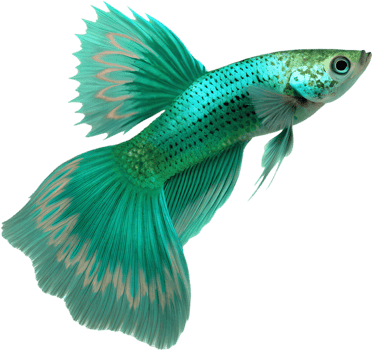 Expressive Guppy Fish Illustration with a Unique Style. . png