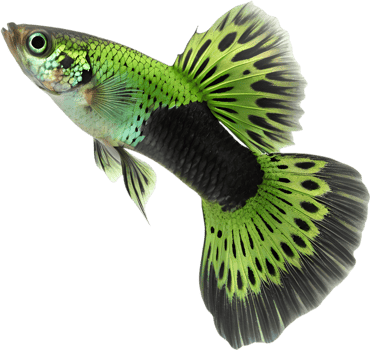 Freshwater Guppy Fish in Beautiful and Detailed Artwork. . png