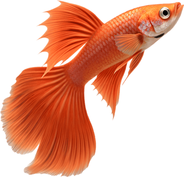 Exotic Fancy Guppy Fish Illustration in a Stunning Pose. . png