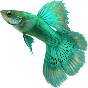Nature Inspired Guppy Fish Clipart for Artistic Design. . png
