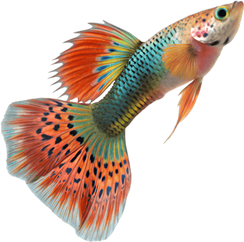 Stunning Colorful Guppy Fish Artwork for Decoration. . png