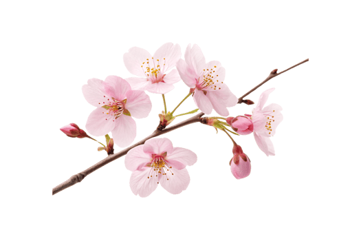 A thin branch adorned with pink blossoms and unopened buds, capturing nature's delicate beauty in springtime png