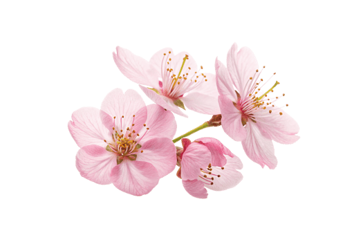 Close-up of delicate pink cherry blossoms, highlighting their soft petals and golden stamens. An elegant and natural floral composition png