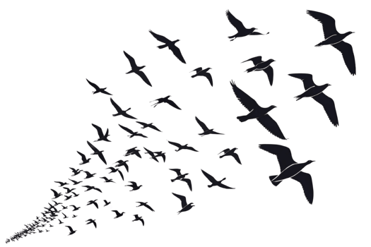 Flock of birds flying in dynamic formation, creating sense of movement and freedom png