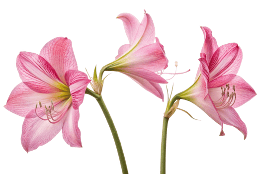Beautiful pink amaryllis flowers with delicate petals and green stems png