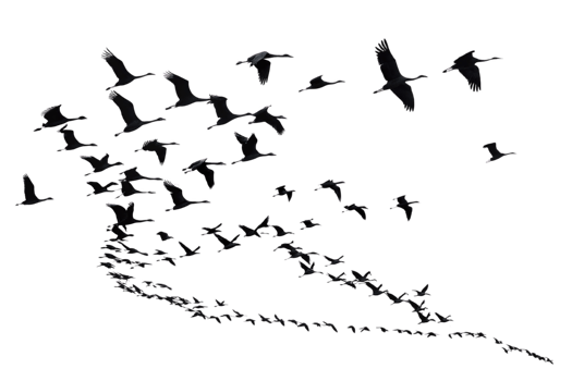 Flock of birds flying in V formation against clear sky, showcasing nature beauty and freedom png
