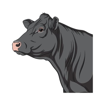 Elegant Angus Cow in Realistic Color Art vector
