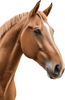 A horse with a white mane and a brown mane png