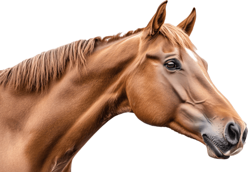 A close up of a horse's head png