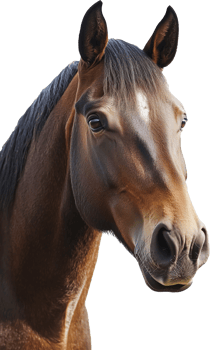 Horse head icon png