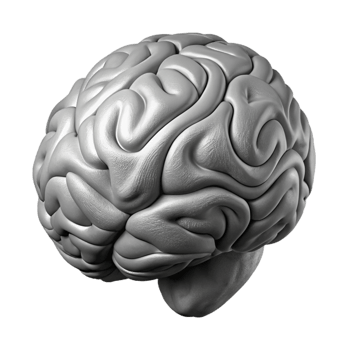 magnificent traditional Human Brain Mri Scan Grayscale Cutout high quality png