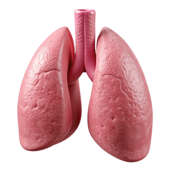 vibrant minimalist Human Lung Model Pink Isolated Element png