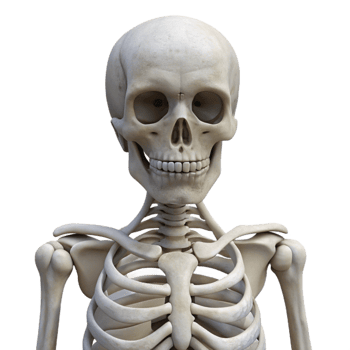 serene classic Human Skeleton Front View Isolated Element genuine png