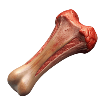 serene vintage Lab Produced Beef Rib Bone in Isolated premium png