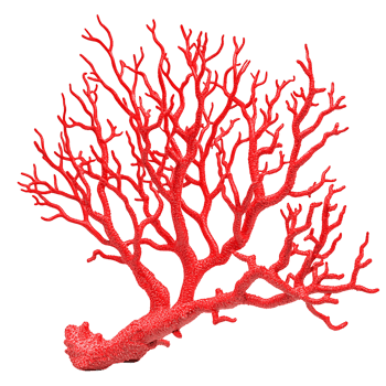 PNG Vibrant Red Coral Branch Against Transparent Background.