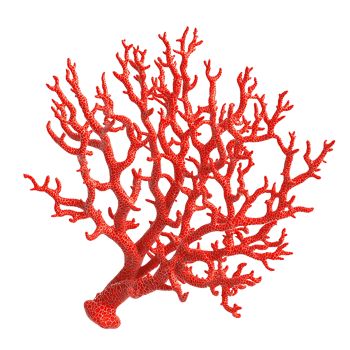PNG Vibrant Red Coral Branch Against Transparent Background.