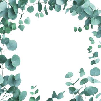 Decorative Eucalyptus Frame Against Transparent Background for Plant-Based Concepts png