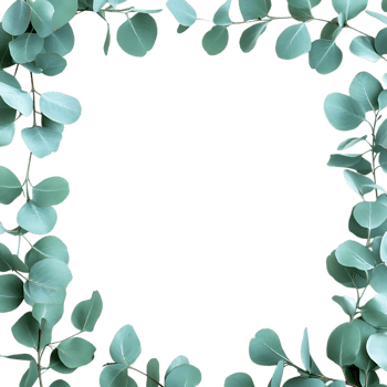 Lush Eucalyptus Leaves Border Against Transparent Background for Artistic Layouts png
