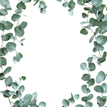 Circular Eucalyptus Frame Against Transparent Background for Eco-Friendly Visuals png