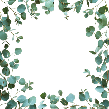 Watercolor Eucalyptus Leaves Frame Against Transparent Background for Organic Branding png