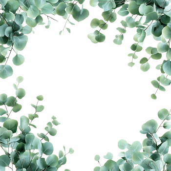 Minimalist Eucalyptus Frame Against Transparent Background for Greenery-Themed Designs png