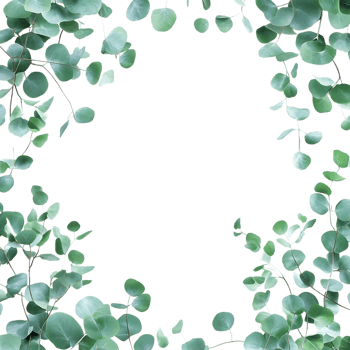 Eucalyptus Leaves Frame Against Transparent Background for Botanical Design Concepts png