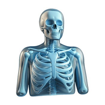 elegant modern Medical Imaging X Ray Scan Transparent Cutout original png
