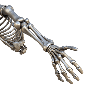 elegant rustic Metallic Skeleton Arm Extended Pose Isolated professional png