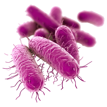 Microscopic View of RodShaped Bacteria with Numerous Flagella png