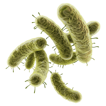 Microscopic View of RodShaped Bacteria in a Cluster png