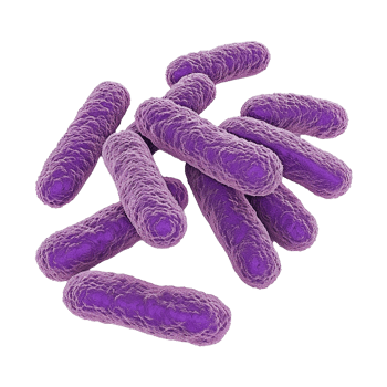 Microscopic View of Purple RodShaped Bacteria Cells Clustered Together png